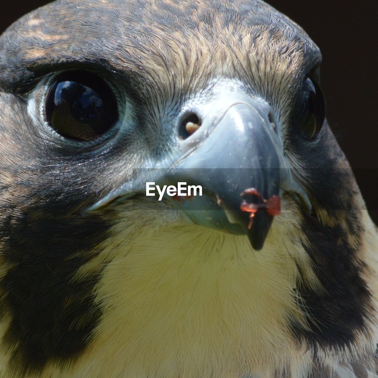 Close-up of falcon eating