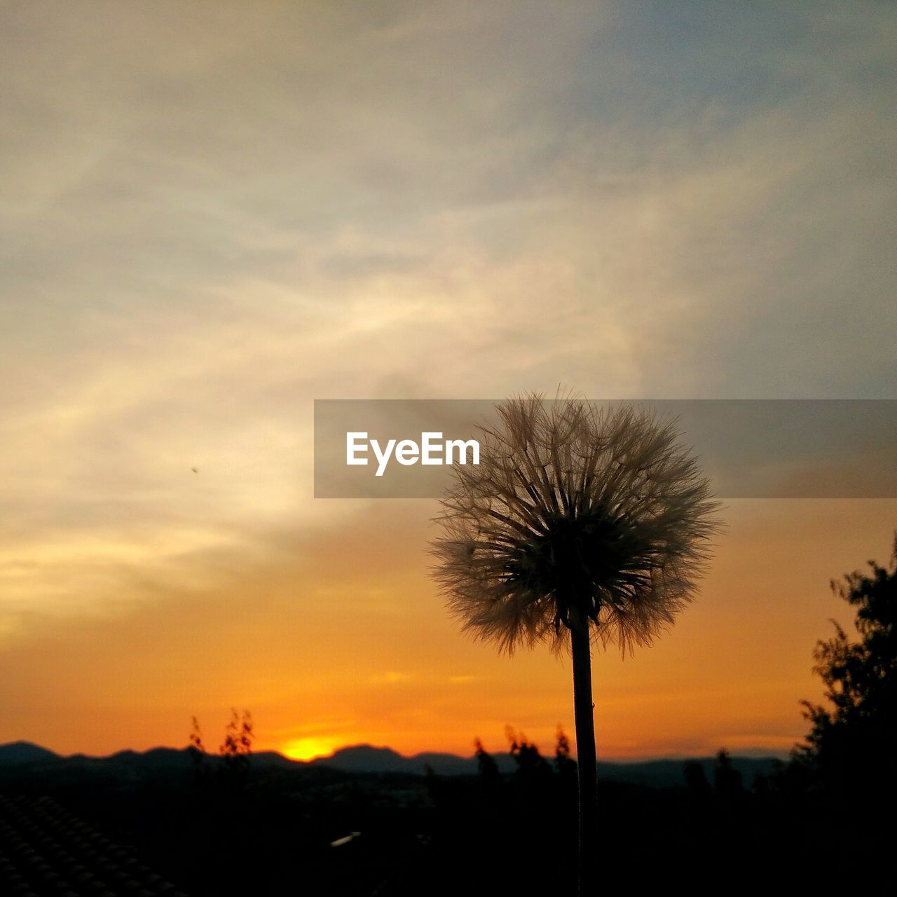 Silhouette of trees at sunset