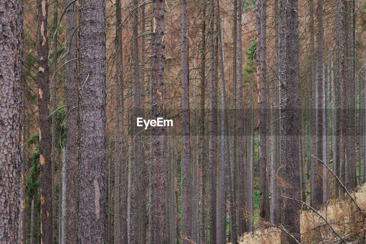 Full frame shot of dead spruce trees in forest because of bark beetles