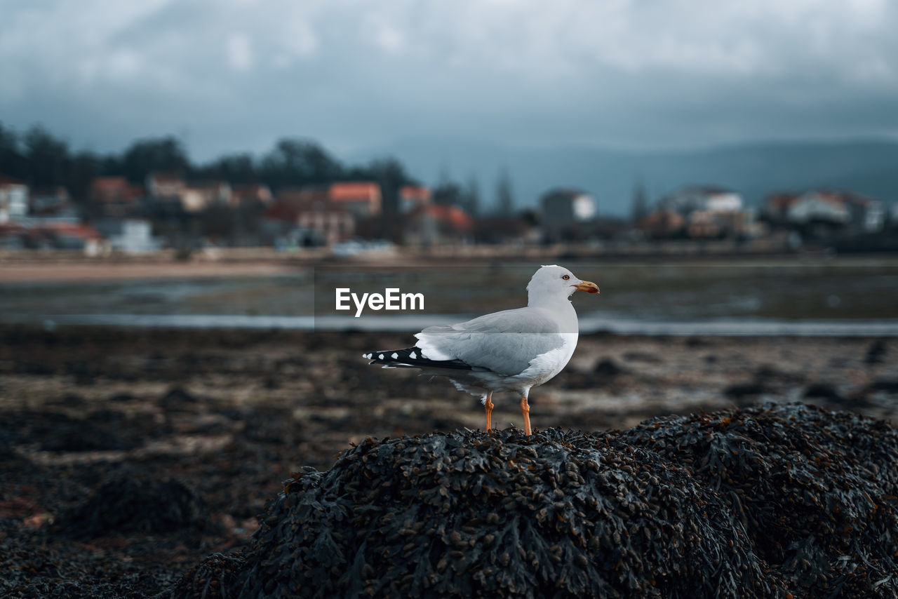 Seagull perching on rock covered with algae