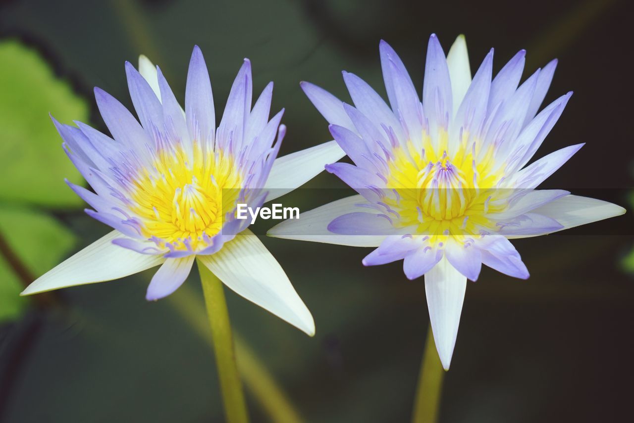 Close-up of purple water lily