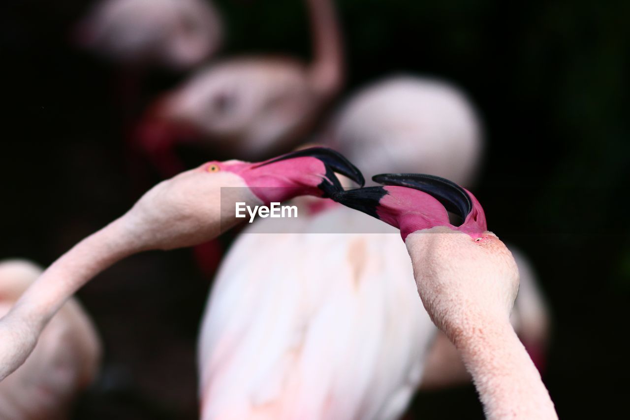 flamingo, pink, close-up, adult, hand, bird, one person, lifestyles, animal, focus on foreground, finger, outdoors