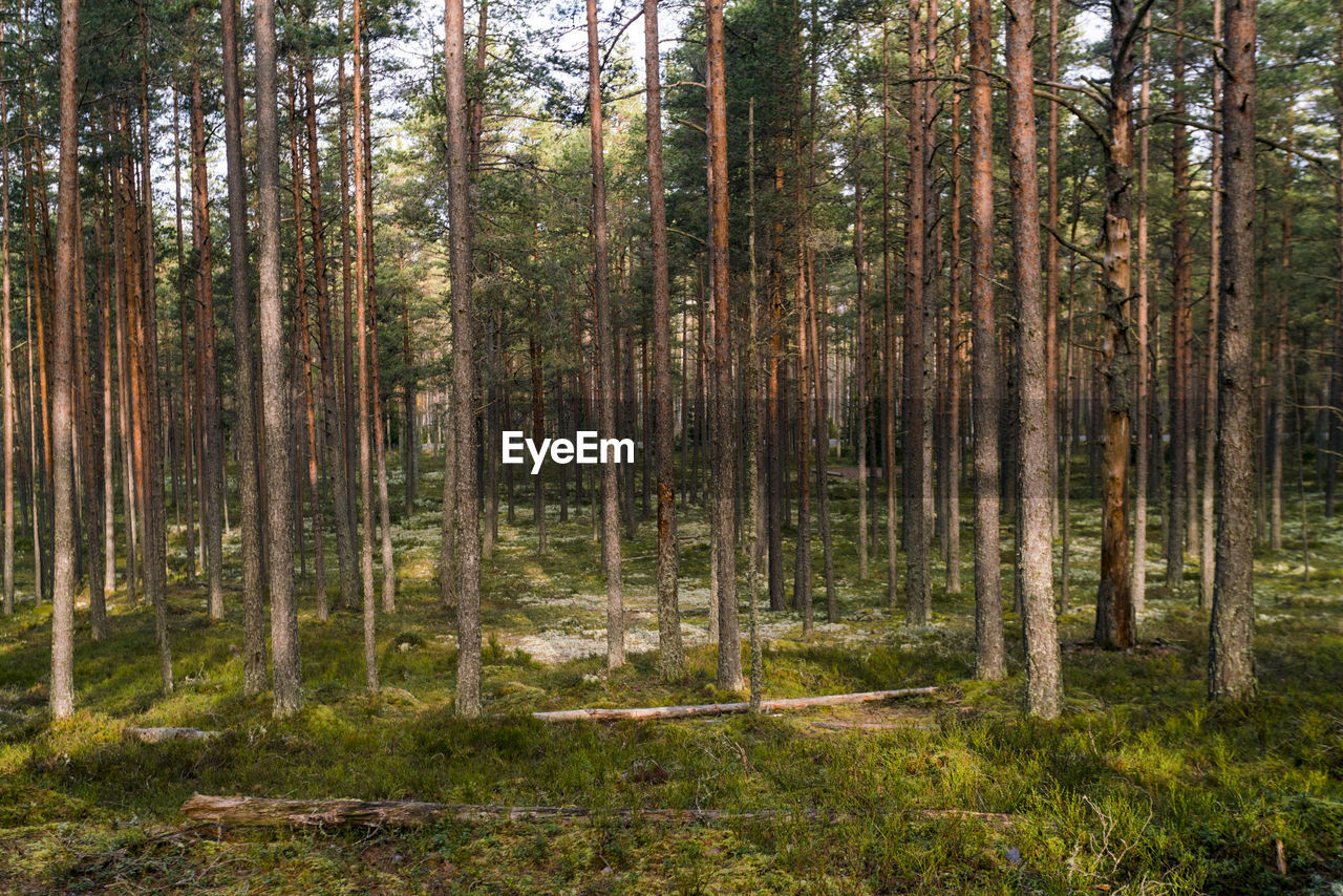 Woods at viru raba or bog swamp at lahemaa national park in autumn