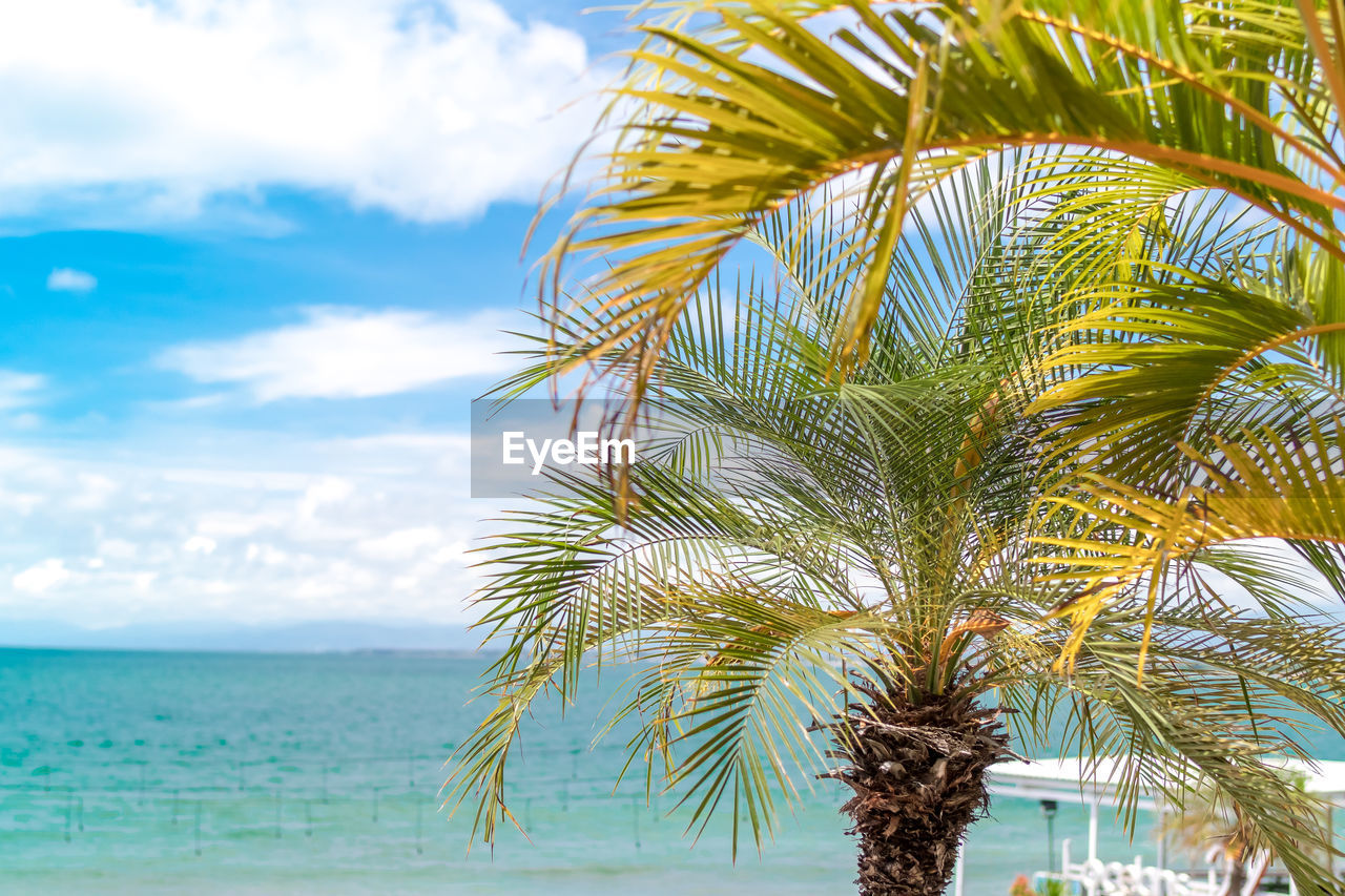 tropical climate, palm tree, tree, sky, sea, water, nature, plant, beach, land, beauty in nature, cloud, horizon over water, palm leaf, scenics - nature, tranquility, tropics, vacation, day, holiday, travel destinations, tranquil scene, horizon, leaf, no people, trip, outdoors, tropical tree, idyllic, coconut palm tree, travel, sunlight, green, blue, growth, date palm, tourist resort, sand, summer