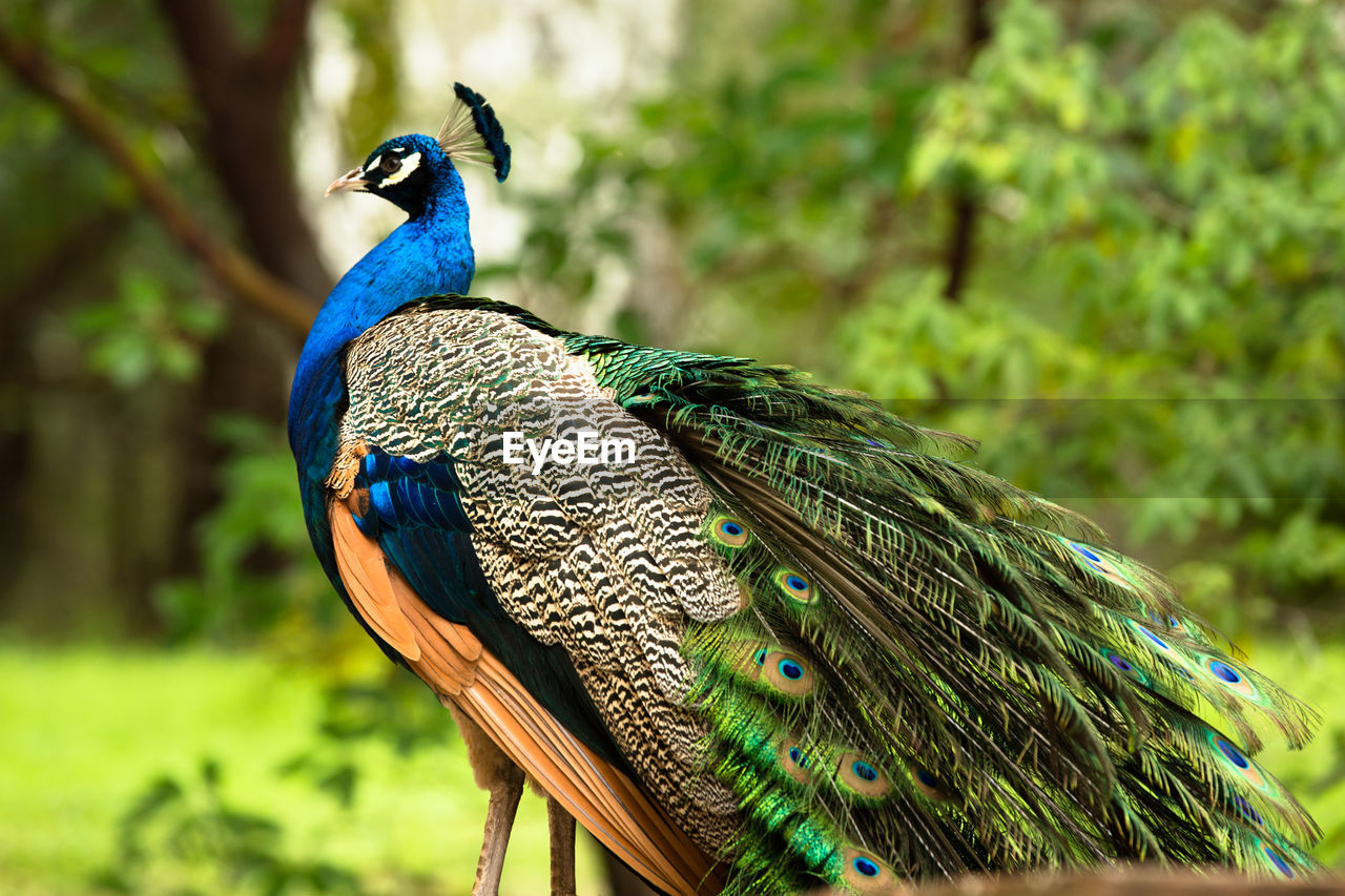 Peacock on field in forest
