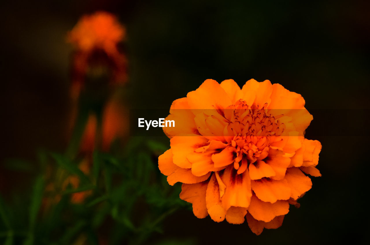 Close-up of orange marigold blooming outdoors