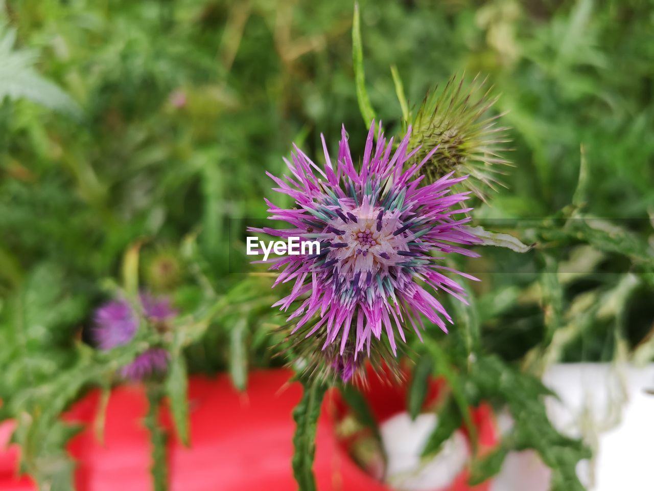 CLOSE-UP OF PURPLE FLOWER