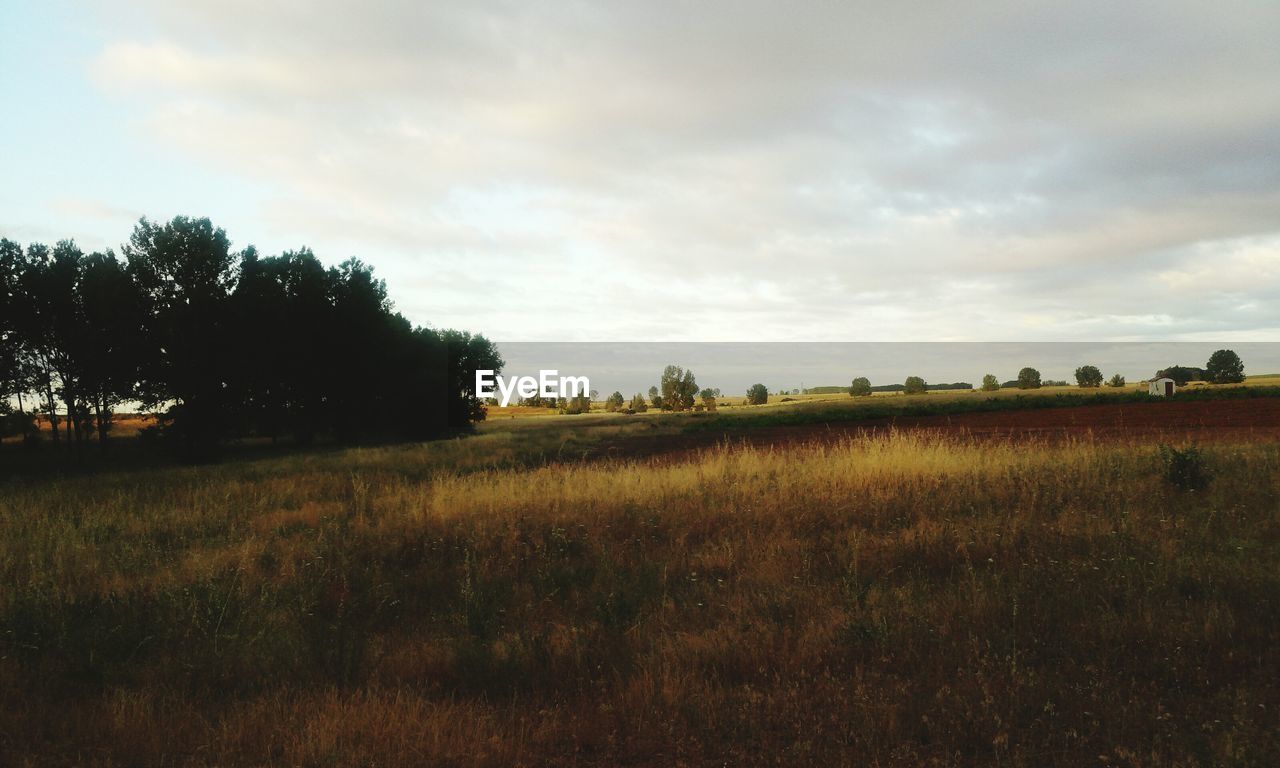 TREES ON GRASSY FIELD AGAINST CLOUDY SKY