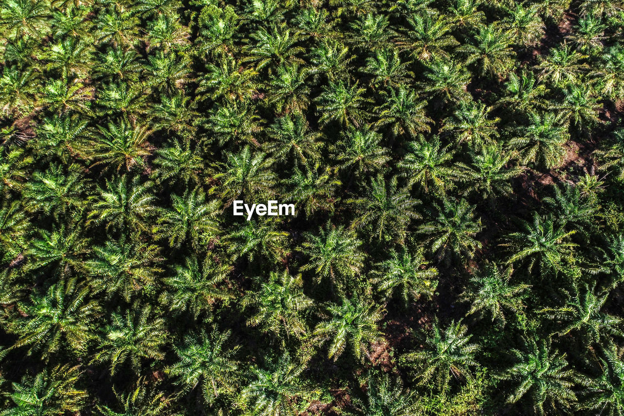 Full frame shot of plants