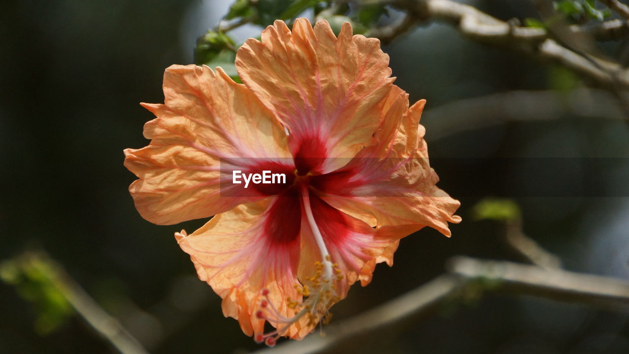 CLOSE-UP OF HIBISCUS FLOWER