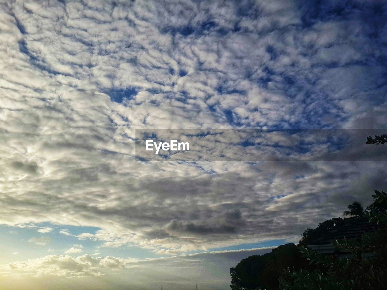 LOW ANGLE VIEW OF TREE AGAINST SKY