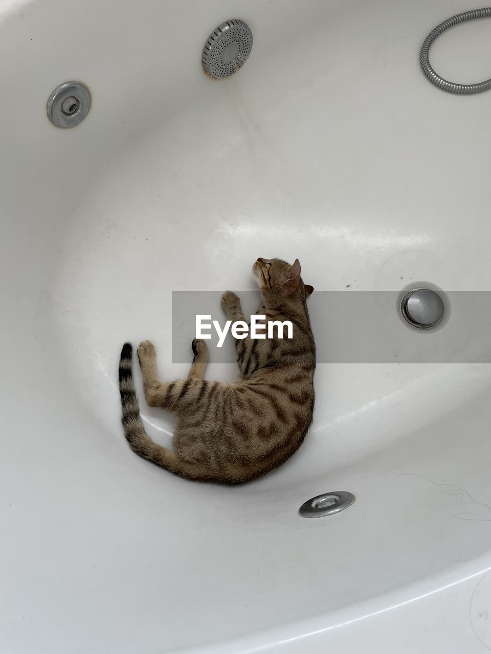 animal, animal themes, cat, bathroom, sink, mammal, feline, bathtub, domestic cat, one animal, pet, domestic animals, carnivore, domestic bathroom, indoors, domestic room, felidae, plumbing fixture, no people, high angle view, small to medium-sized cats, water, home, white, faucet, household equipment