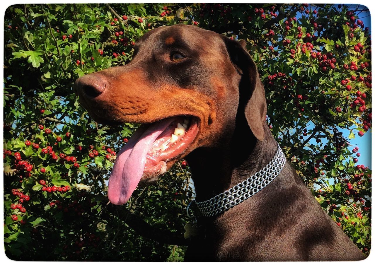 Close-up of brown doberman pinscher against plants