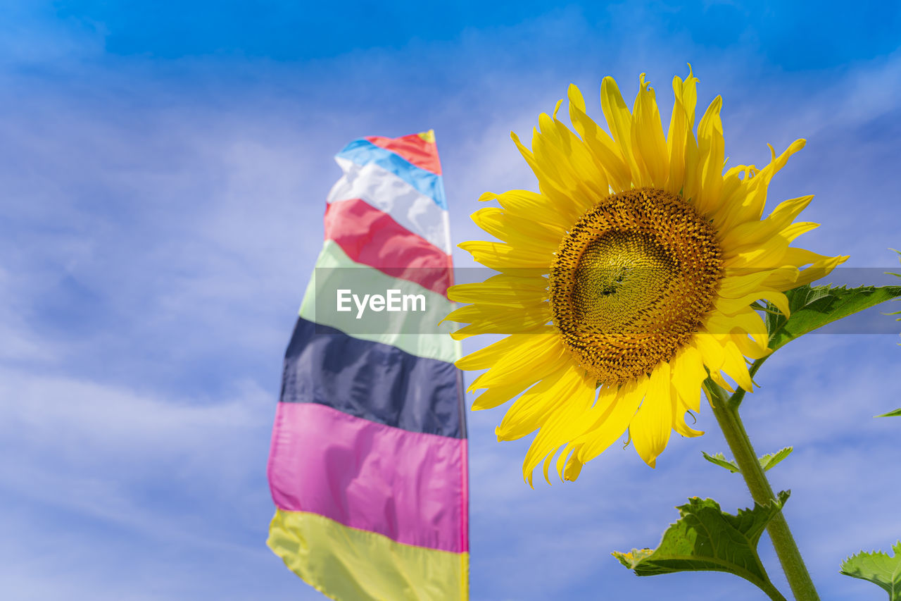 Low angle view of sunflower against sky