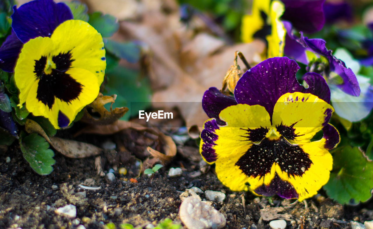 CLOSE-UP OF YELLOW FLOWERING PLANTS ON LAND