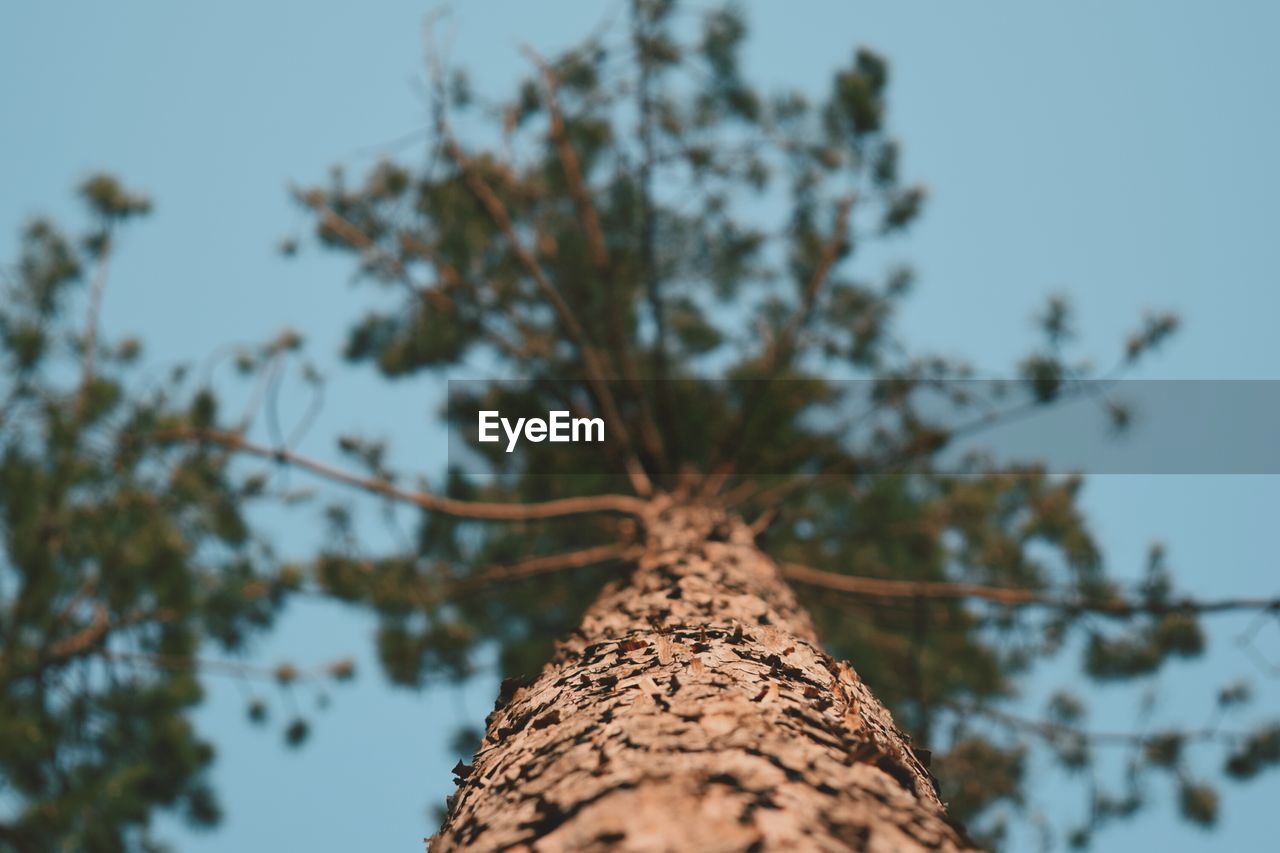 Low angle view of trees against clear sky