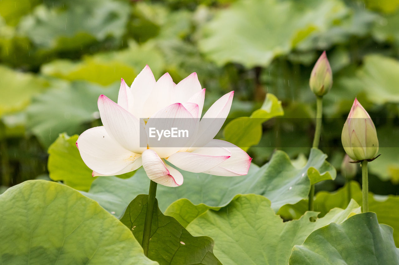 Close-up of lotus water lily