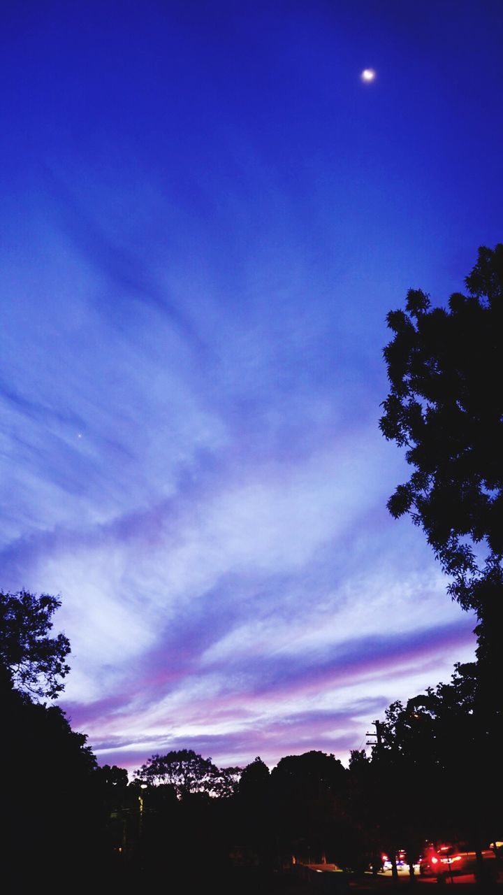 SILHOUETTE TREES AGAINST SKY