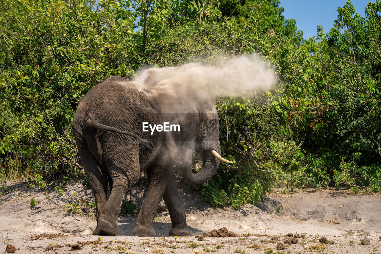 African elephant stands throwing dust over itself