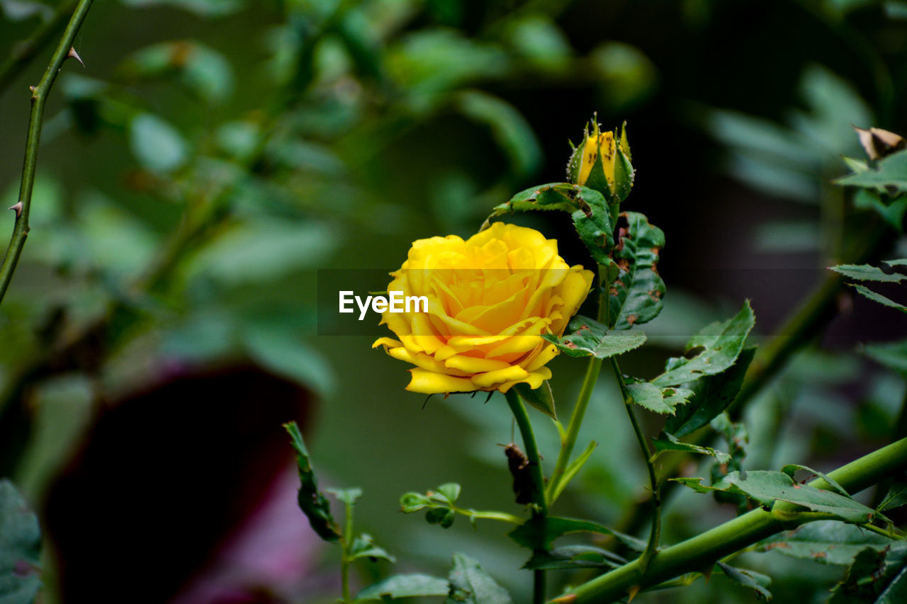 CLOSE-UP OF YELLOW FLOWER