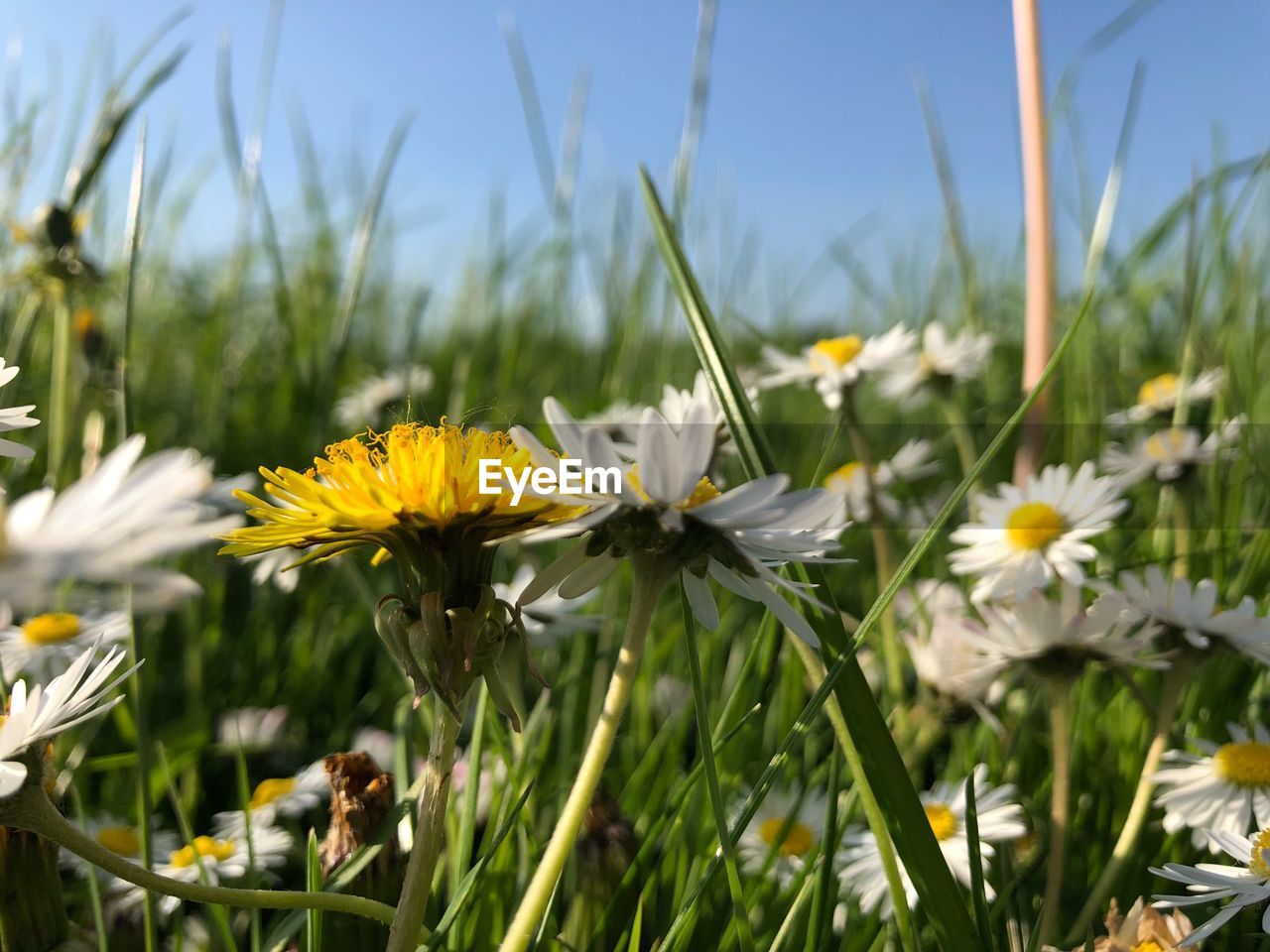 Close-up of yellow flowering plants on field