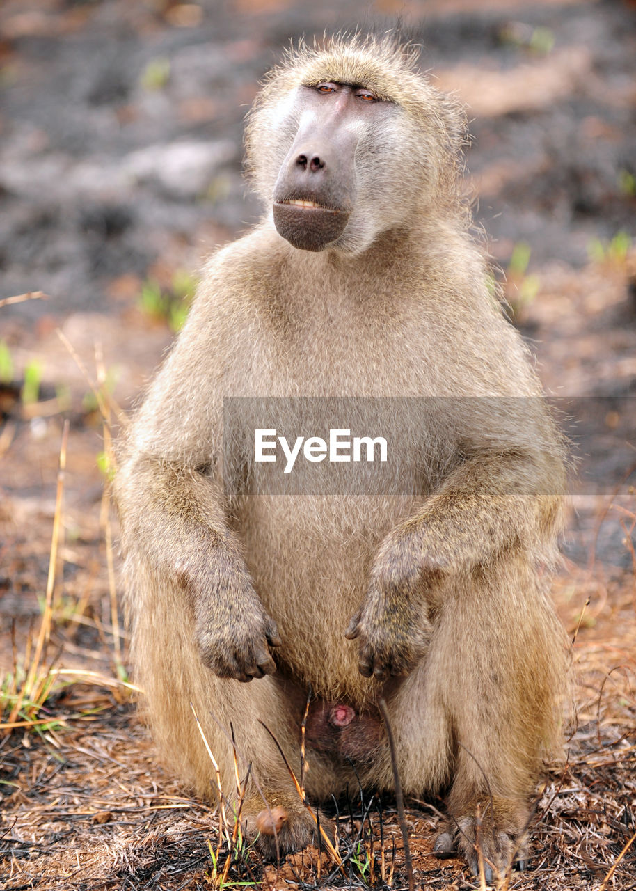 Baboon monkey looking away while sitting on land