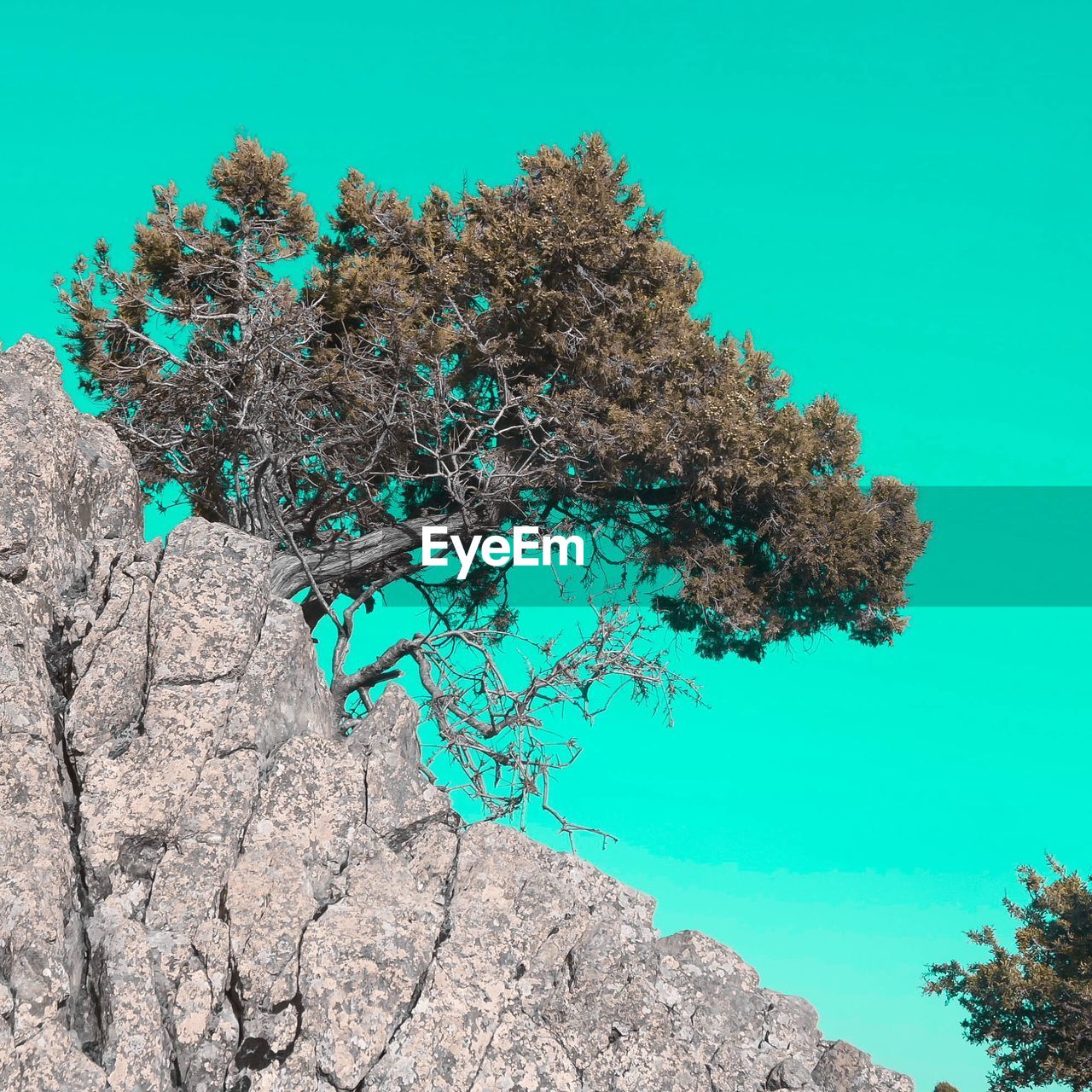 LOW ANGLE VIEW OF TREES AGAINST CLEAR BLUE SKY