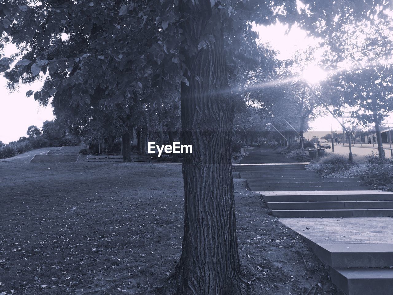 TREES IN SUNLIGHT