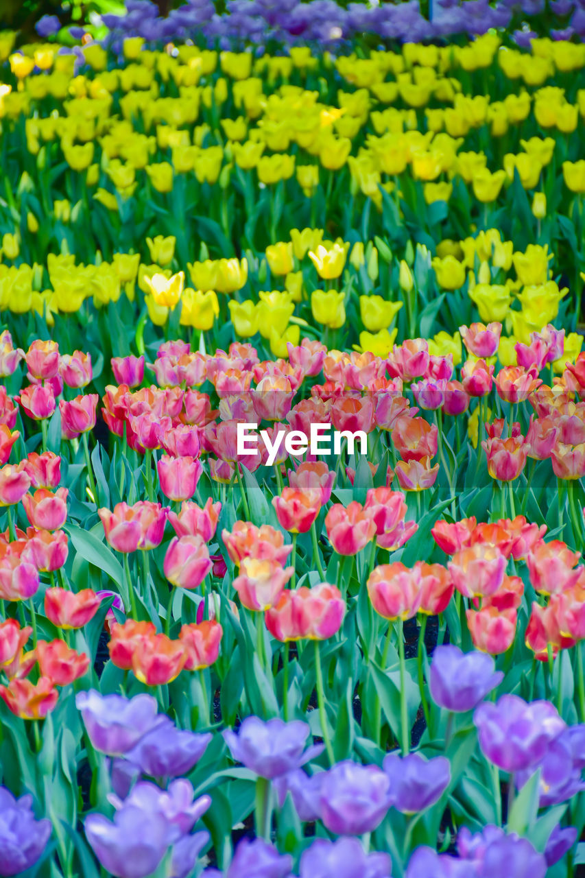 flower, flowering plant, plant, freshness, beauty in nature, fragility, growth, petal, nature, flower head, inflorescence, tulip, flowerbed, close-up, springtime, abundance, no people, multi colored, full frame, land, day, field, backgrounds, green, yellow, botany, pink, outdoors, vibrant color, leaf, plant part, blossom, garden, park