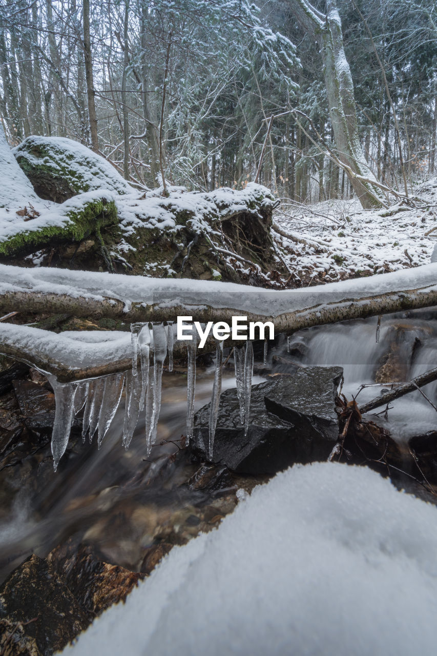 CLOSE-UP OF FROZEN TREE IN FOREST