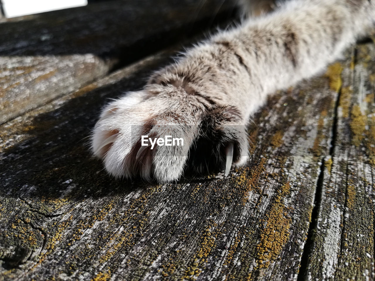 Close-up of a cat's paw