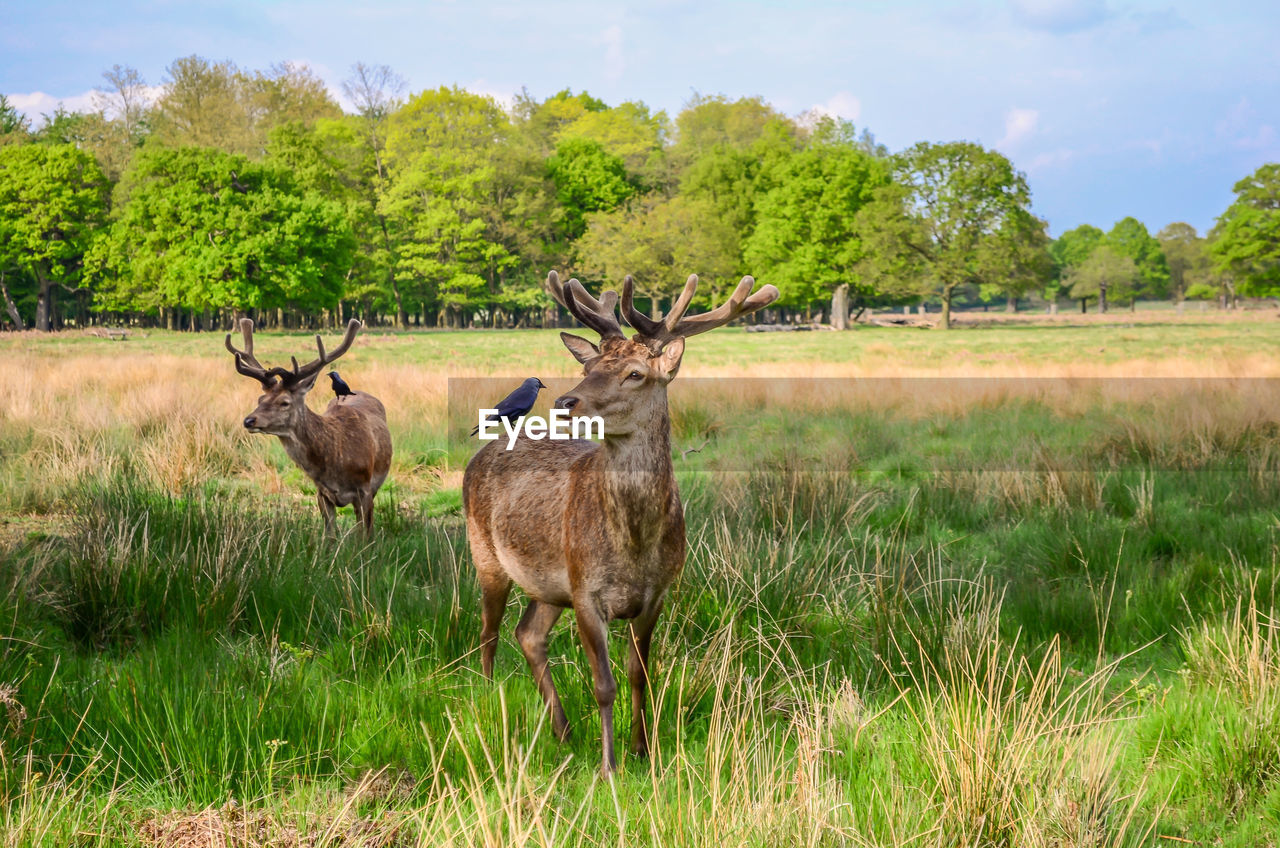 Deer in a field