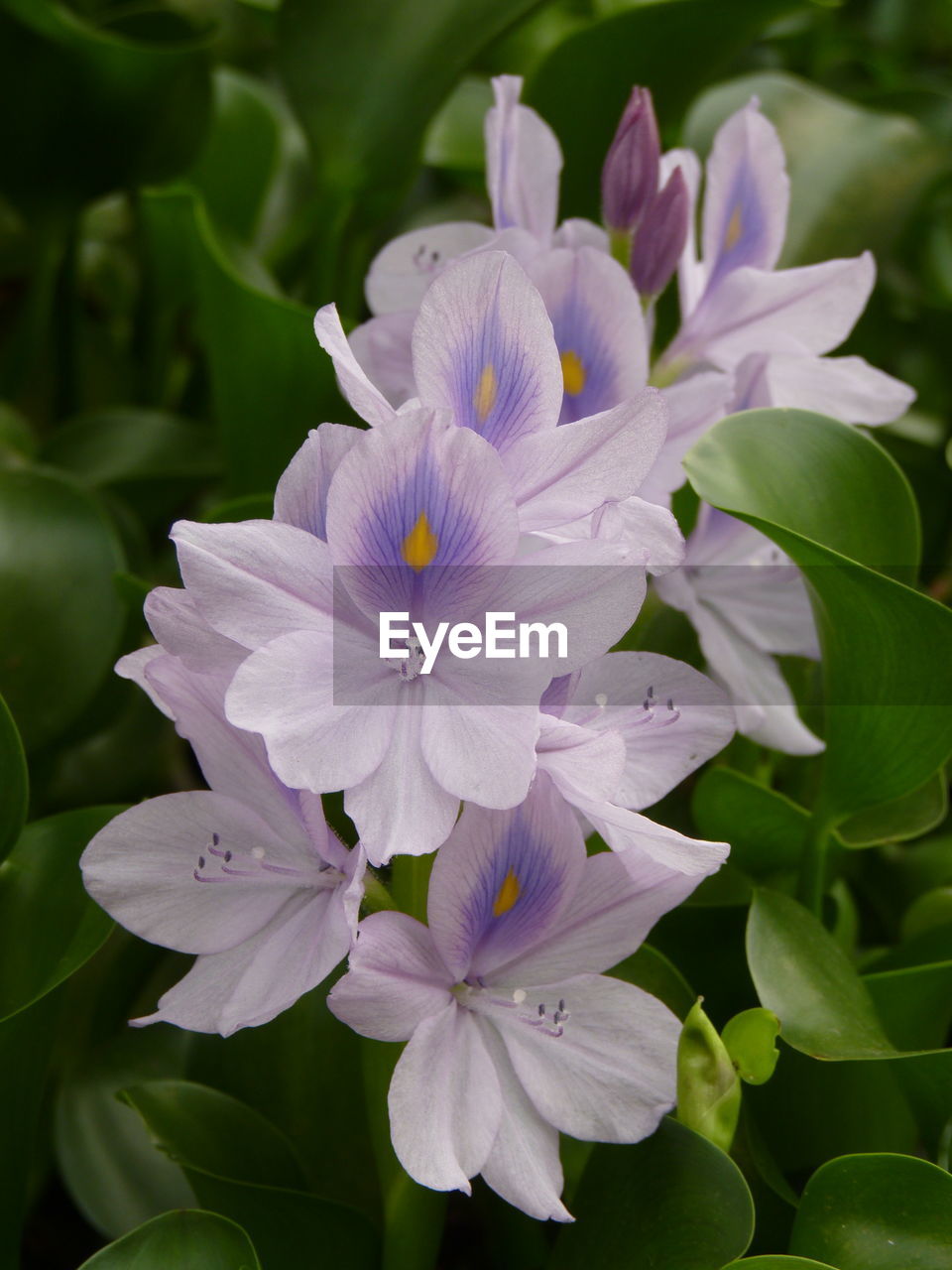 CLOSE-UP OF PURPLE AND WHITE FLOWER