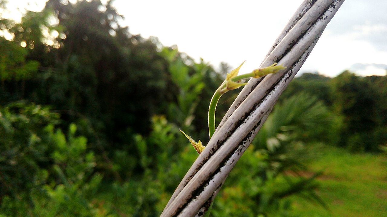 CLOSE-UP OF PLANT AGAINST BLURRED BACKGROUND