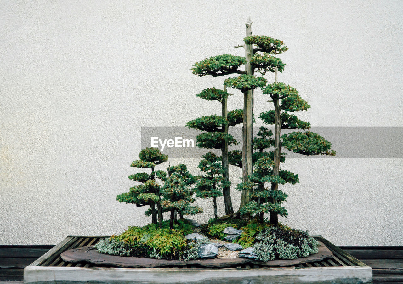 Bonsai growing on table against wall