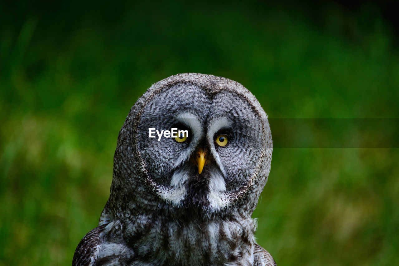 Close-up portrait of owl