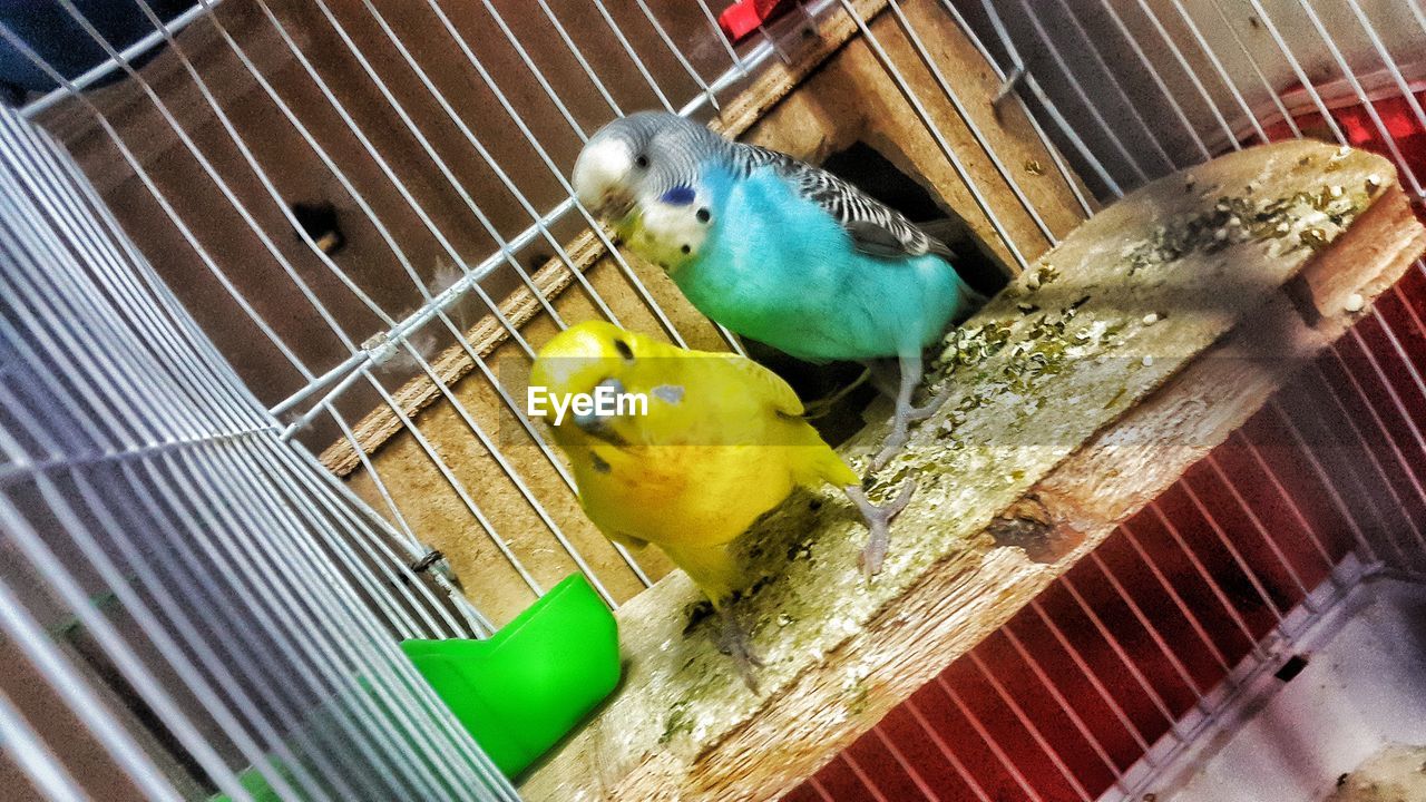 CLOSE-UP OF PARROT IN CAGE