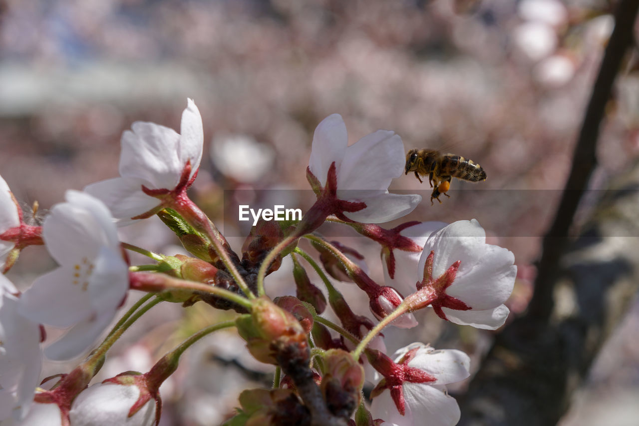 Close-up of bee pollinating on cherry blossom