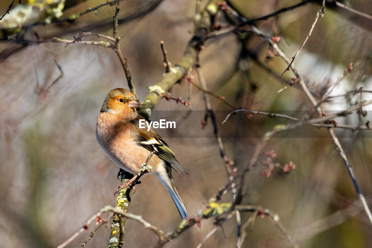 animal themes, animal, animal wildlife, bird, wildlife, tree, branch, nature, plant, one animal, perching, beauty in nature, flower, fruit, spring, focus on foreground, no people, outdoors, beak, environment, selective focus, songbird, eating, food, bare tree, multi colored, outdoor pursuit, springtime, portrait, sparrow, plant part, leaf, food and drink, full length, day, tourism, wildlife reserve