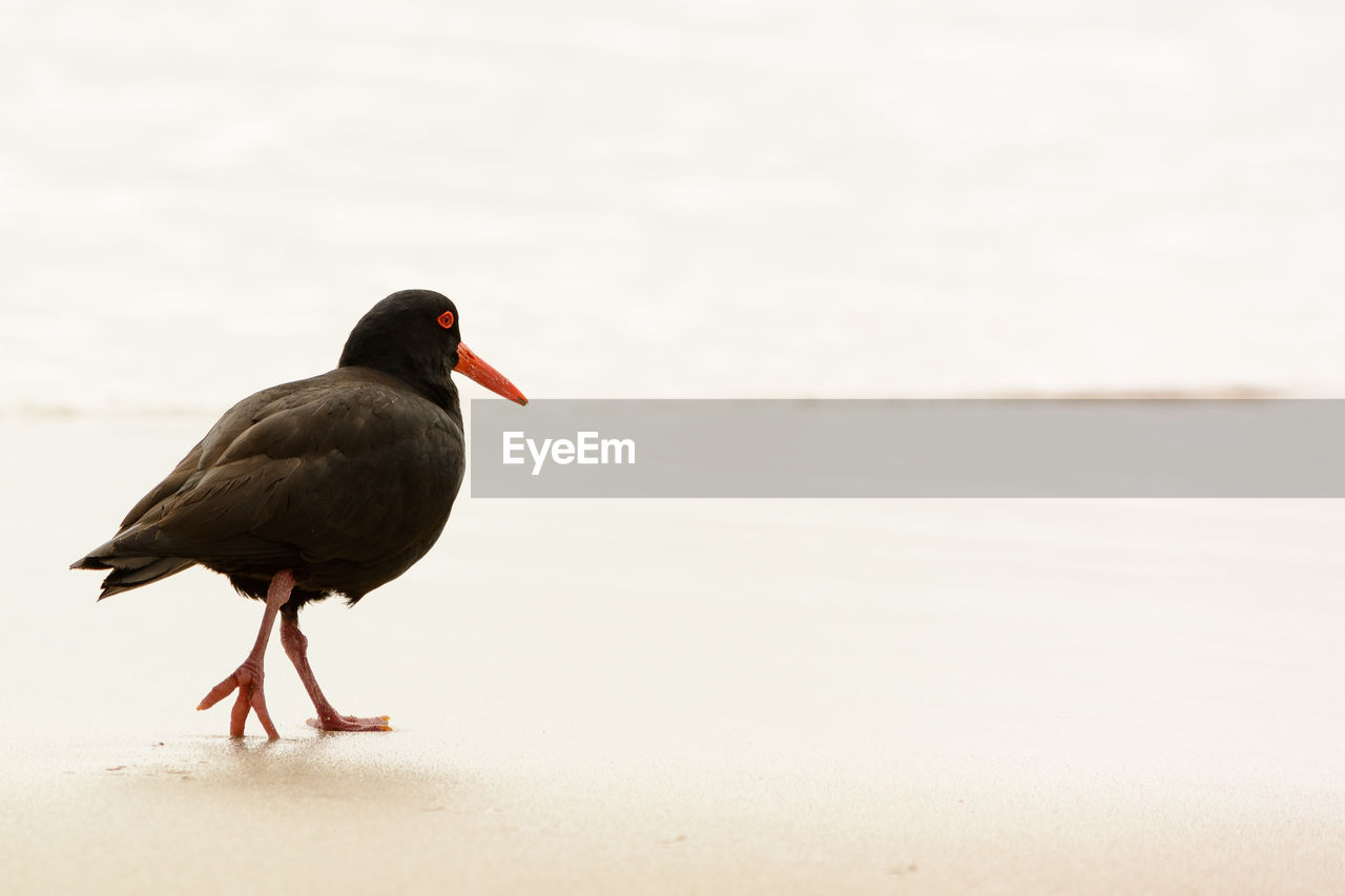 High angle view of birds perching at beach