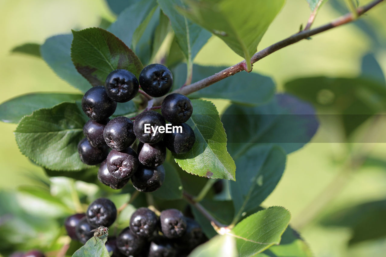 Close-up of aronia berries growing on tree