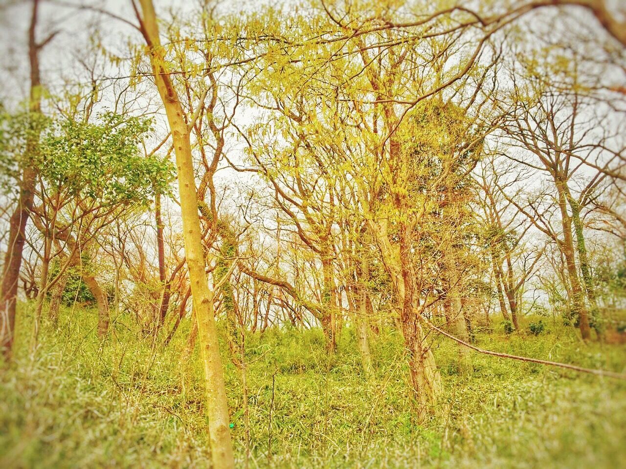 TREES ON GRASSY FIELD