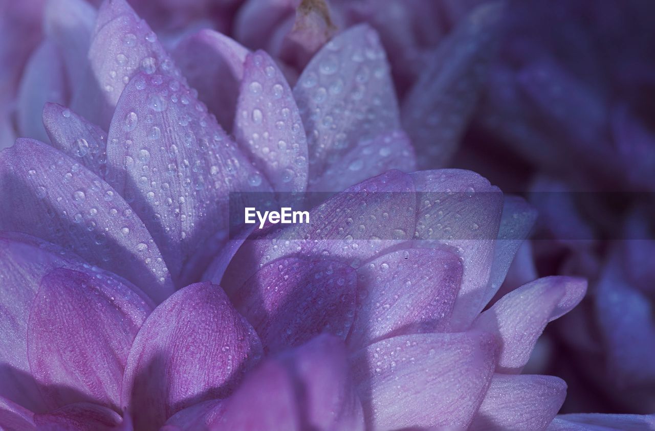 Close-up of water drops on pink flower