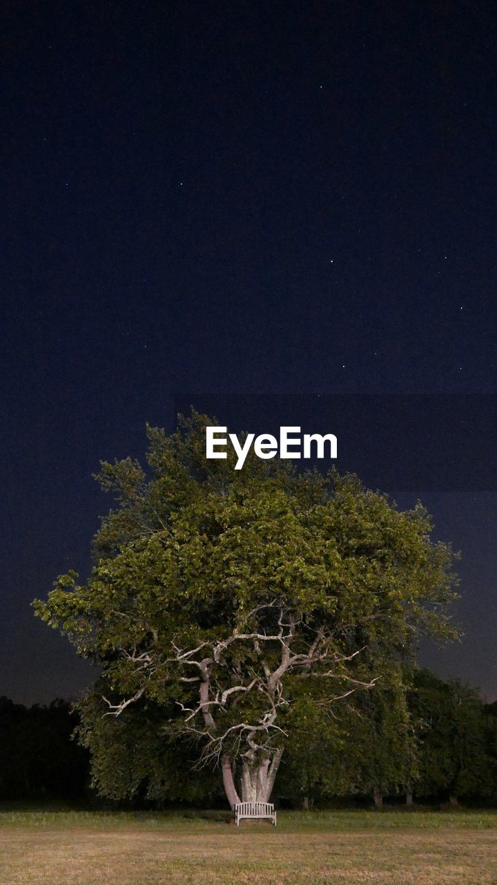 Tree on field against clear sky at night
