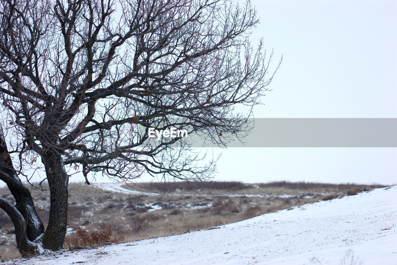 Bare tree on snowy landscape against clear sky