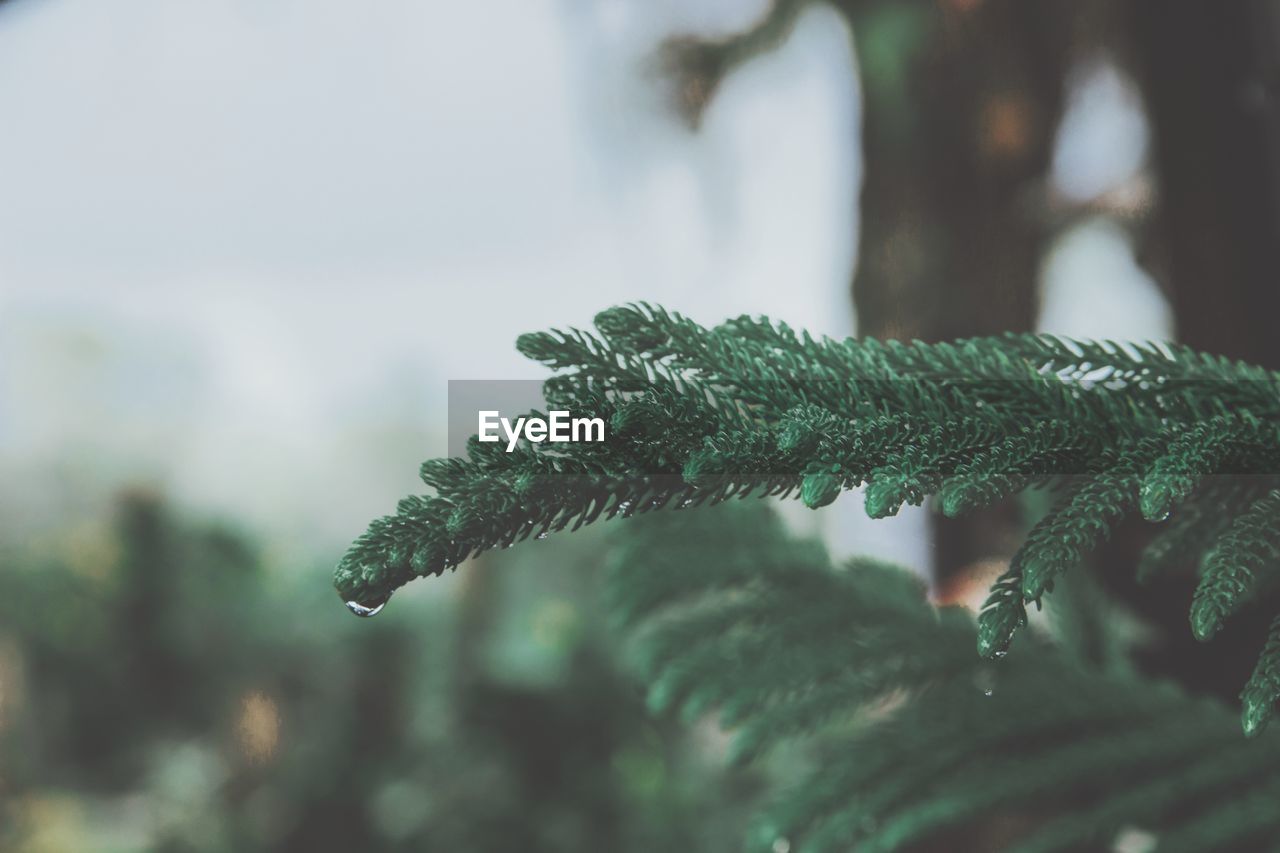 Close-up of raindrops on tree