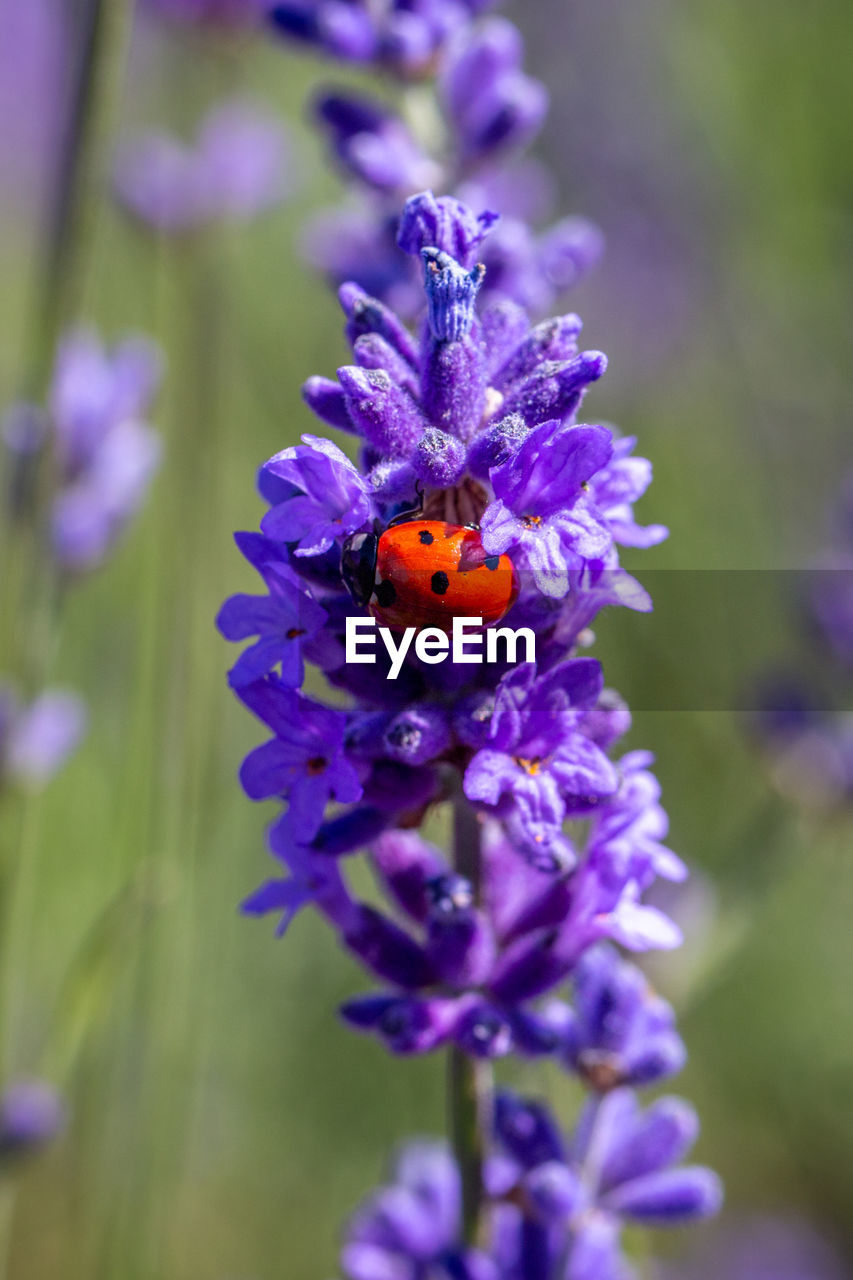 CLOSE-UP OF HONEY BEE ON PURPLE FLOWER