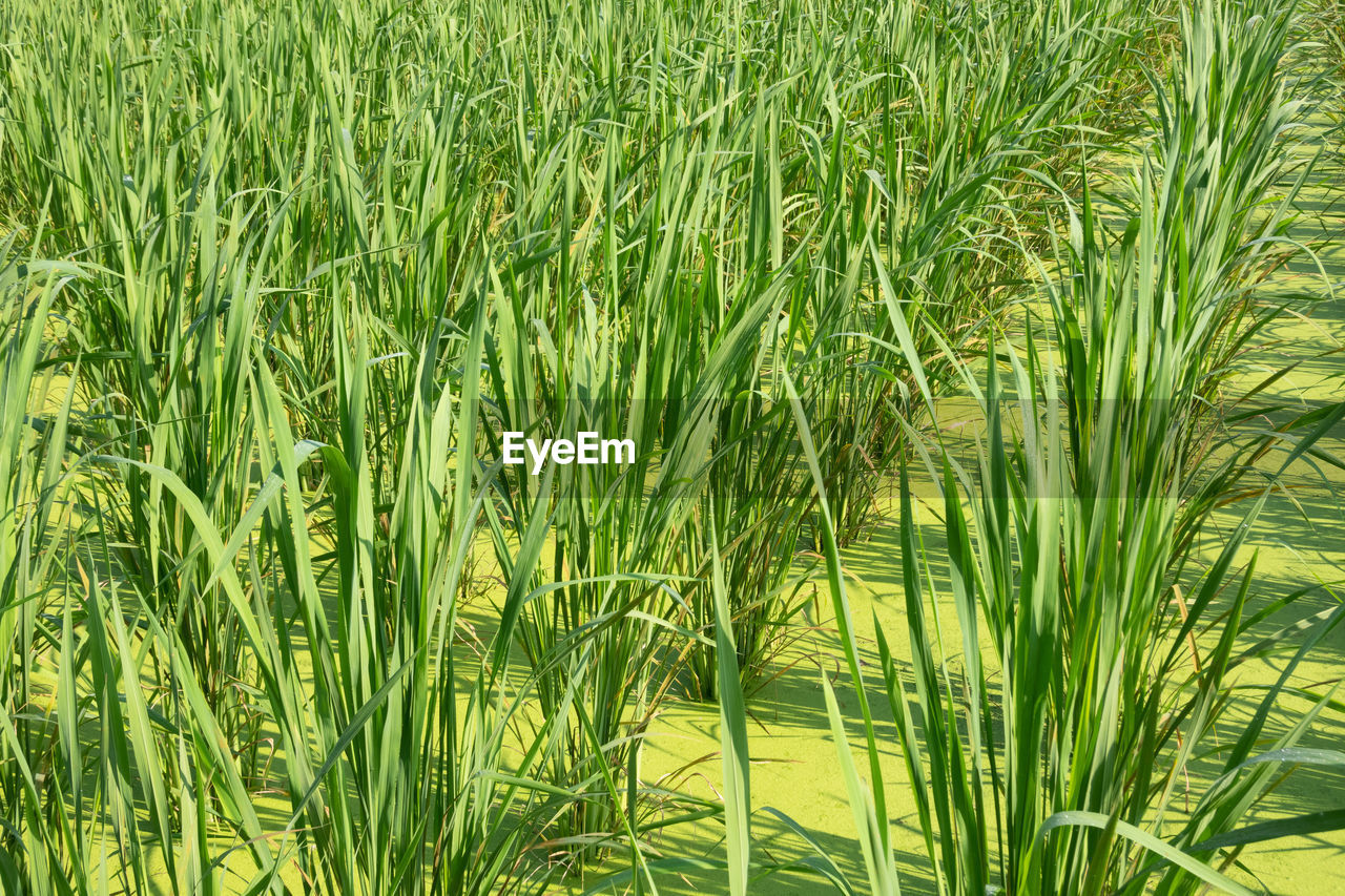 FULL FRAME SHOT OF BAMBOO PLANTS ON FIELD