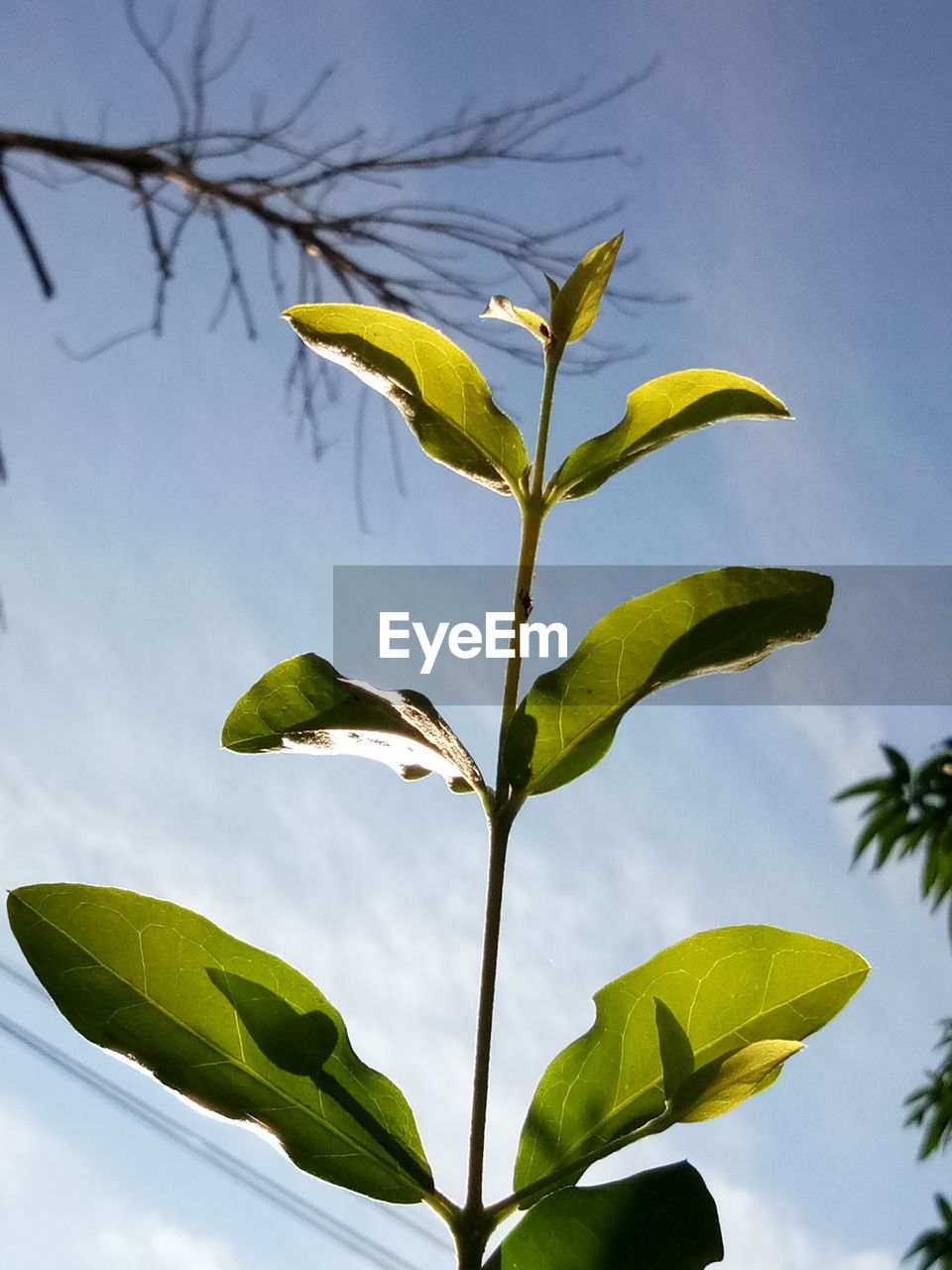 Low angle view of leaves on tree against sky