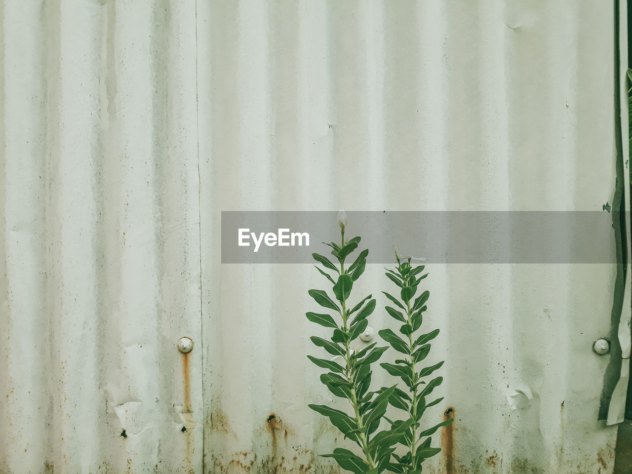 Close-up of plant growing on window